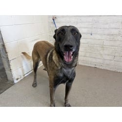 Photo of Murphy, adoptable Belgian Malinois German Shepherd Dog in San Bernardino, California