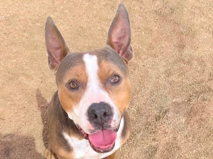 Photo of Bonk HW+, adoptable dog in Georgetown, Texas