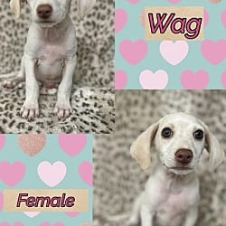 Photo of Wag, adoptable Brittany in East Hartford, Connecticut