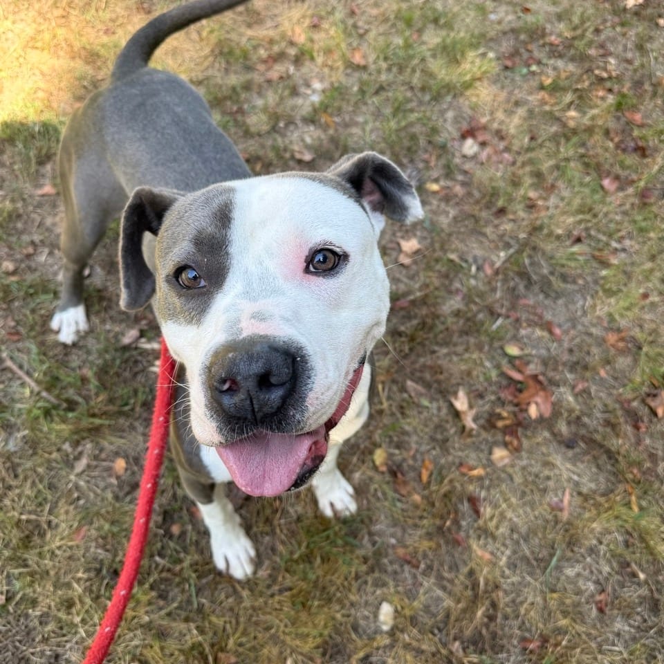 Photo of Dantes, adoptable Mixed Breed (Large) in Chattanooga, Tennessee