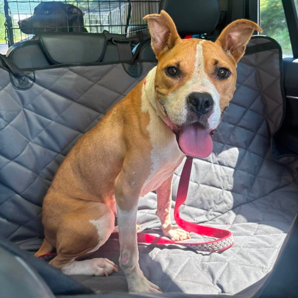 Photo of Metzy, adoptable Mixed Breed (Medium) in Whitestone, New York