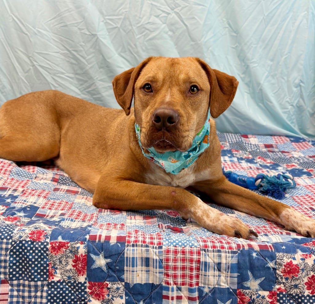 Photo of Jack, adoptable Pit Bull Terrier in Nacogdoches, Texas