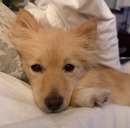 Photo of Georgie, adoptable Pomeranian in Garland, Texas