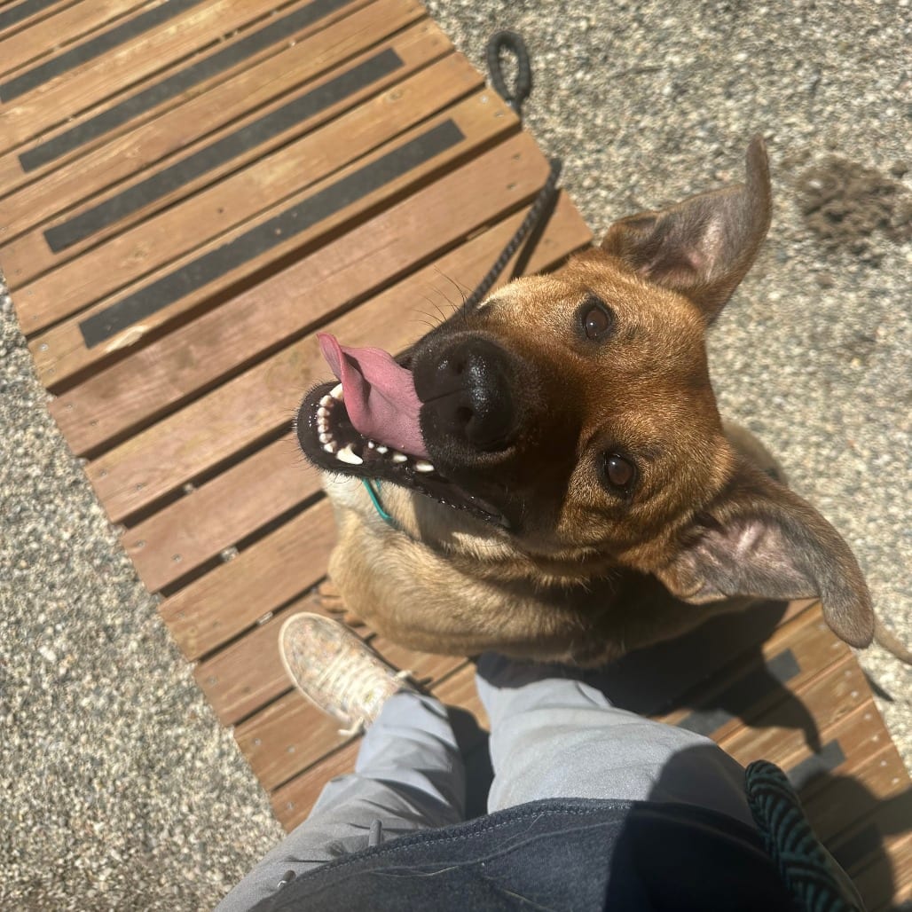 Photo of Kelvin, adoptable Mixed Breed (Large) in West Olive, Michigan