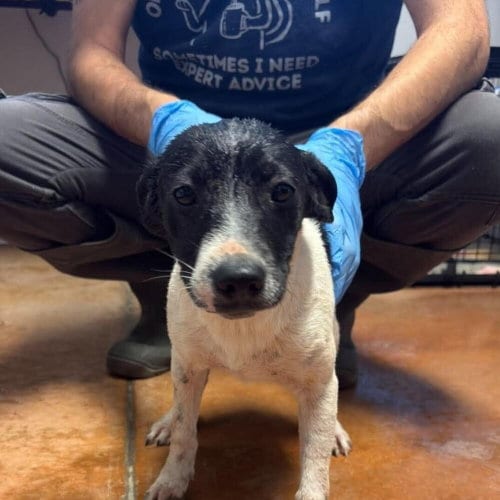 Photo of Yondu, adoptable Terrier in Bolivar, Missouri