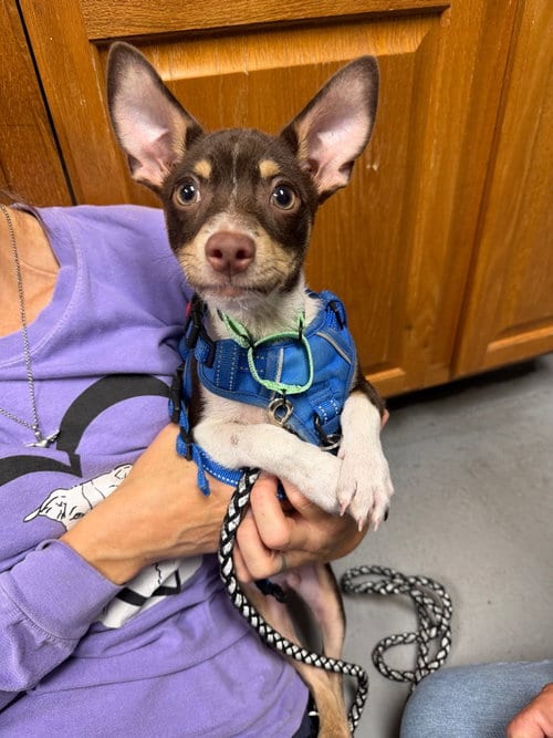 Photo of Odie, adoptable Chihuahua in Lawrenceville, New Jersey