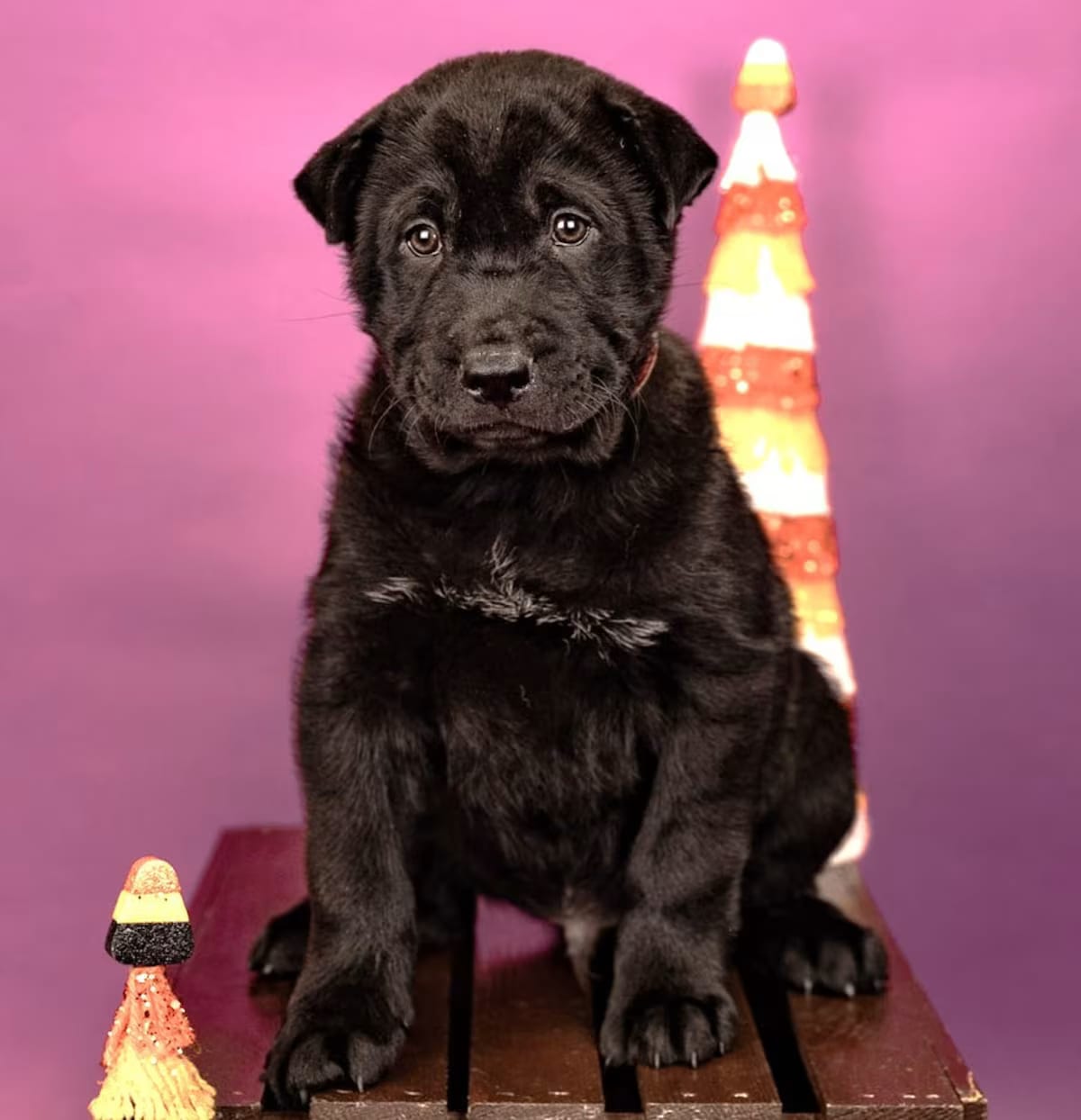 Photo of 837-26, adoptable Chow Chow in Brighton, Colorado