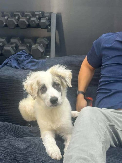 Photo of Marlin (AL), adoptable Anatolian Shepherd in New York, New York