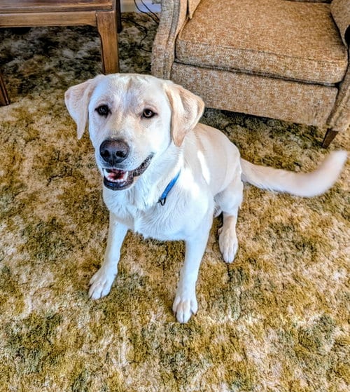 Photo of Lady, adoptable Labrador Retriever in Williamsburg, New Mexico
