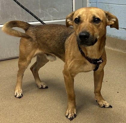 Photo of Kristoff, adoptable dog in Chamblee, Georgia