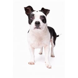 Photo of Morphy, adoptable American Staffordshire Terrier in Doral, Florida