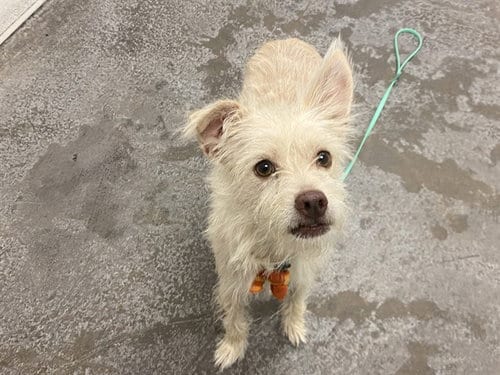 Photo of Chopsticks, adoptable Cairn Terrier in Phoenix, Arizona