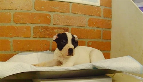 Photo of Zenia, adoptable Staffordshire Bull Terrier in Houston, Texas