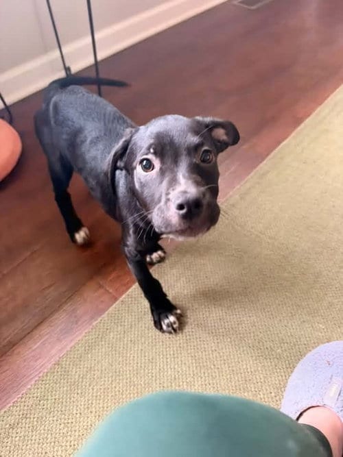 Photo of Pocus, adoptable Labrador Retriever in Berlin, New Jersey
