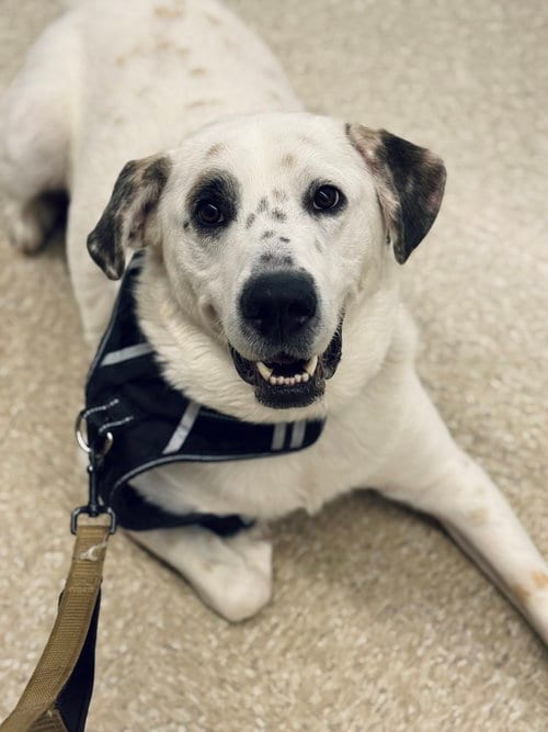 Photo of Neo, adoptable Great Pyrenees in Brewster, New York