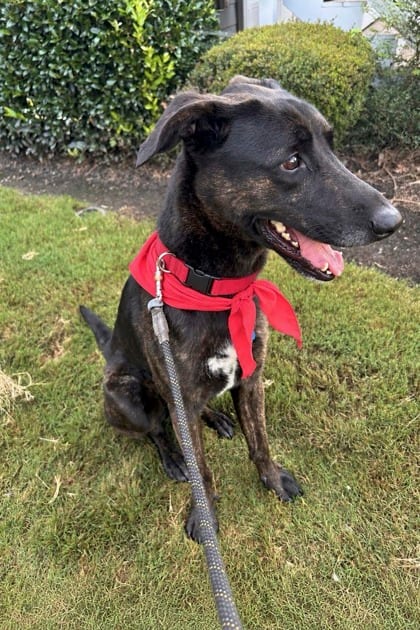 Photo of Symphonic, adoptable dog in Chamblee, Georgia