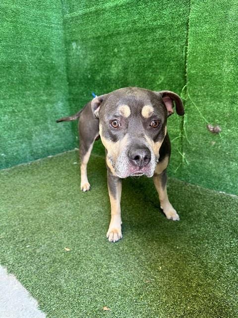 Photo of Lumpy, adoptable Pit Bull Terrier in Lancaster, California