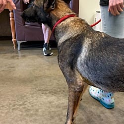 Photo of Thorne - Located in Georgia, adoptable Belgian Malinois German Shepherd Dog in Imlay City, Michigan