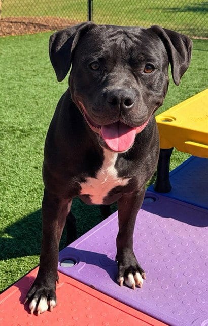 Photo of Drew, adoptable Pit Bull Terrier in Statesville, North Carolina