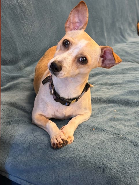 Photo of Poppers, adoptable Chihuahua in Fort Wayne, Indiana