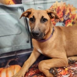 Photo of Lavender Rose JuM, adoptable Shepherd (Unknown Type) Mixed Breed (Medium) in Baltimore, Maryland