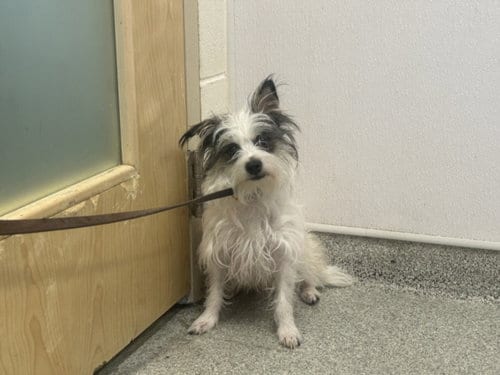 Photo of Nugget, adoptable Maltese in Fort Collins, Colorado