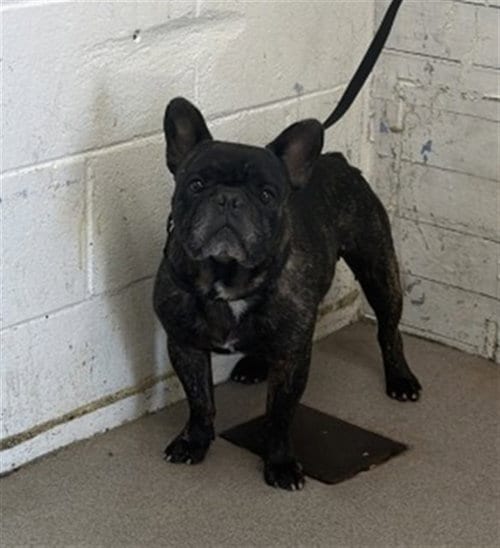 Photo of Lucas, adoptable French Bulldog in San Bernardino, California