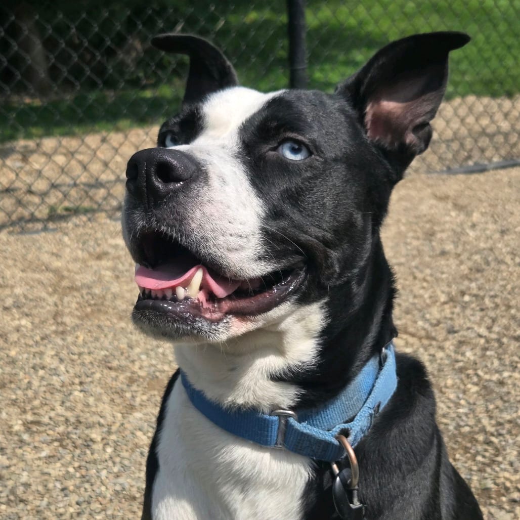 Photo of Halo, adoptable Retriever, Labrador / Husky in Berea, Ohio