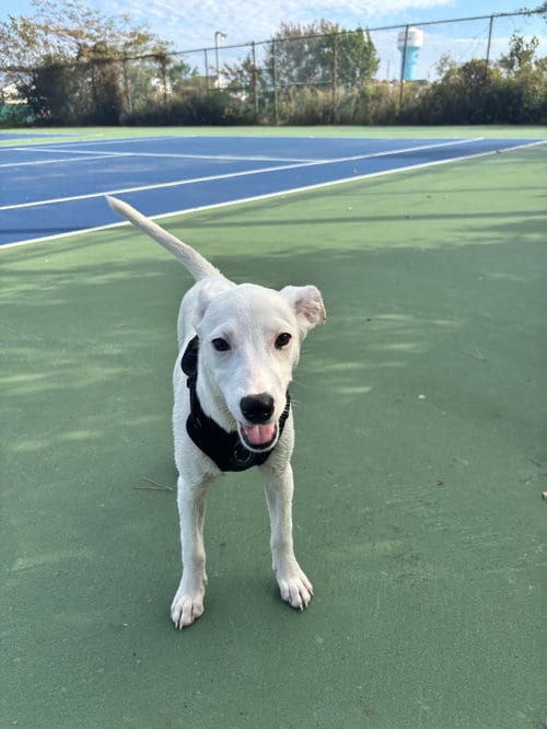 Photo of Lyra - special girl, adoptable Labrador Retriever in Oakhurst, New Jersey