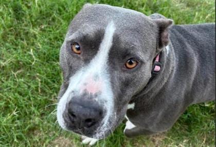Photo of Princess Ana, adoptable dog