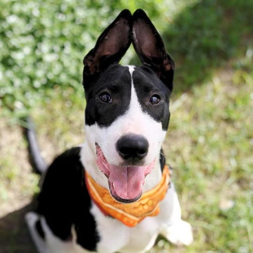 Photo of Blake, adoptable Bull Terrier in San Antonio, Texas