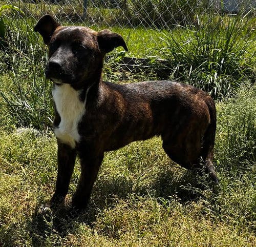 Photo of Lucy, adoptable Feist in Rutledge, Tennessee