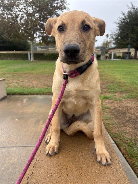 Photo of Almond, adoptable Chinese Shar-Pei in Riverside, California