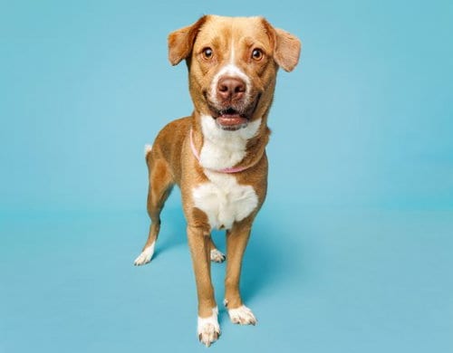 Photo of Keiko, adoptable Unknown breed in Durham, North Carolina