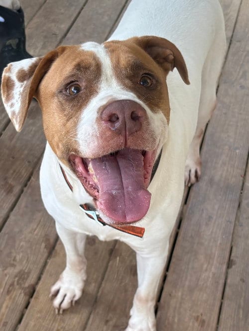 Photo of Webby, adoptable Bulldog in Wetumpka, Alabama