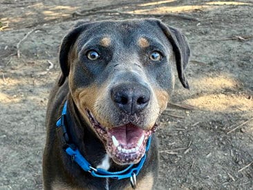 Photo of Lorna, adoptable Doberman Pinscher in Martinez, California