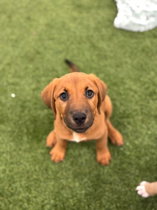 Photo of Brianna, adoptable Shepherd in Phoenix, Arizona