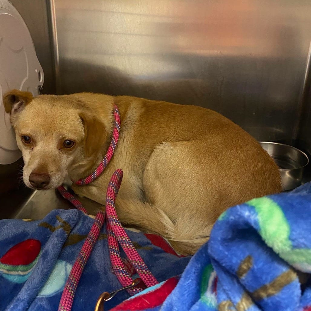 Photo of Fred, adoptable Beagle / Chihuahua in Westminster, California