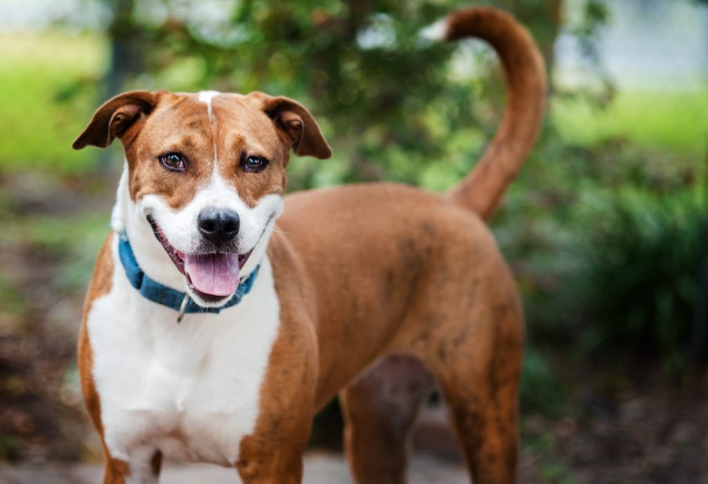 Photo of Quinn, adoptable Mixed Breed in Ocala, Florida