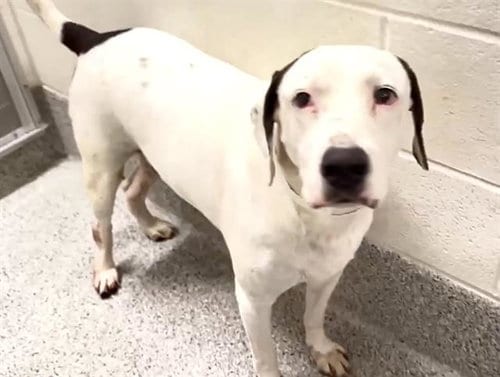 Photo of Trace, adoptable Labrador Retriever in Houston, Texas