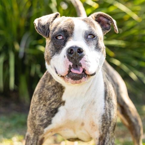 Photo of Cosmic, adoptable American Bulldog in Camarillo, California