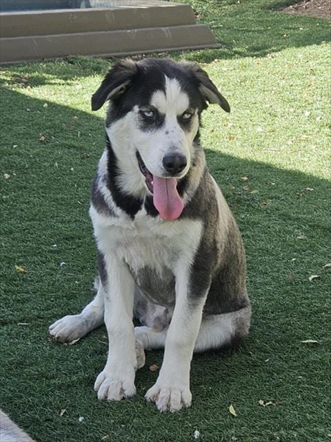 Photo of Troubles, adoptable Siberian Husky in Fremont, California