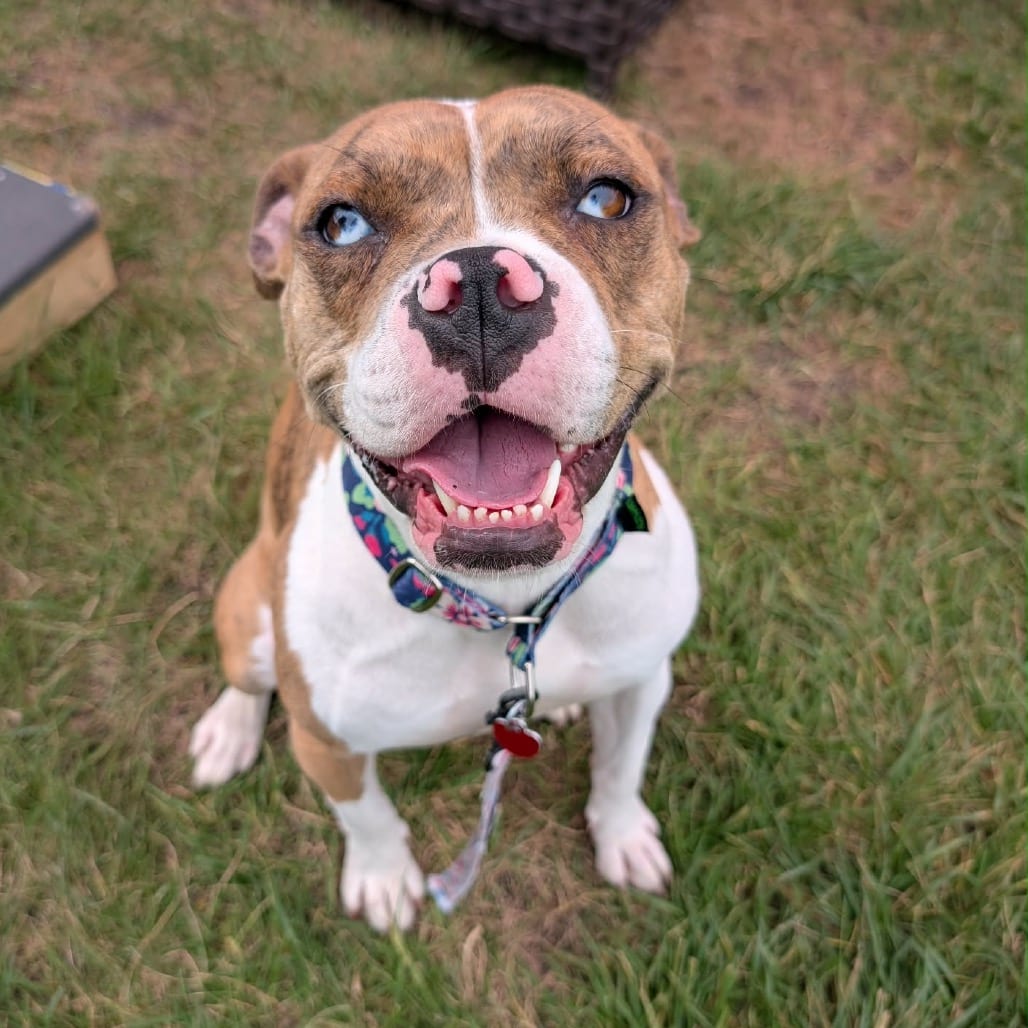 Photo of Mimosa, adoptable Mixed Breed (Medium) in Wheeling, Illinois