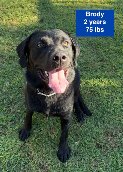 Photo of Brody, adoptable Labrador Retriever in West Hollywood, California