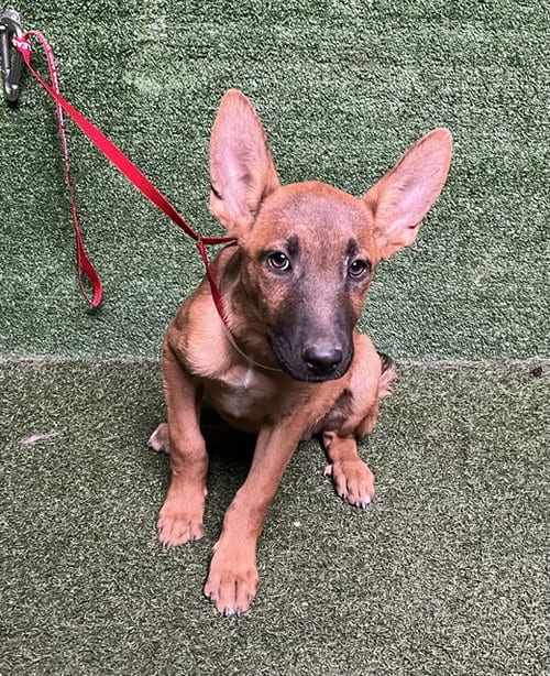 Photo of Padre, adoptable German Shepherd Dog in Downey, California