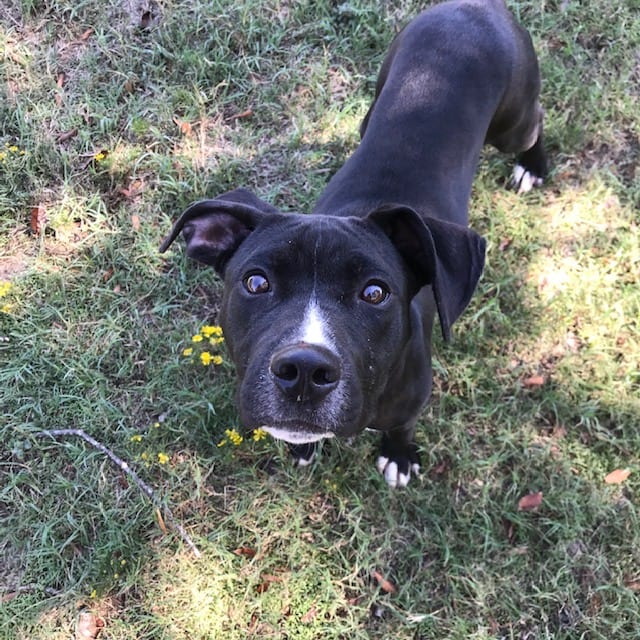 Photo of Levi, adoptable Labrador Retriever in Little Rock, Arkansas
