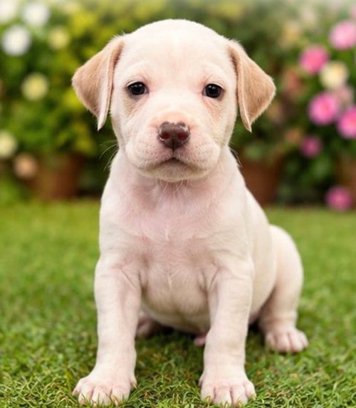 Photo of Aquata, adoptable Labrador Retriever in Margate, Florida
