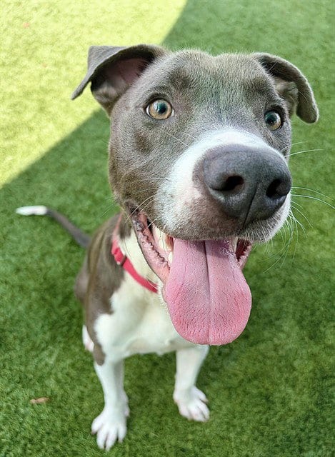 Photo of Tank, adoptable Pit Bull Terrier in Statesville, North Carolina