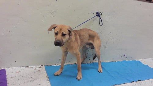 Photo of Bradly, adoptable Labrador Retriever in Houston, Texas