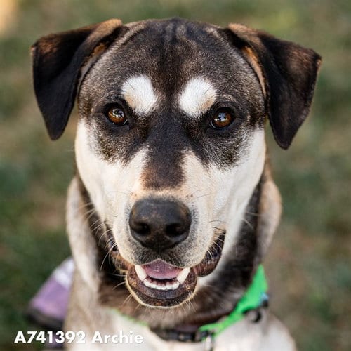 Photo of Archie, adoptable Siberian Husky in Sacramento, California